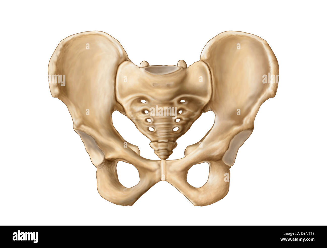Anatomia umana di osso pelvico. Foto Stock