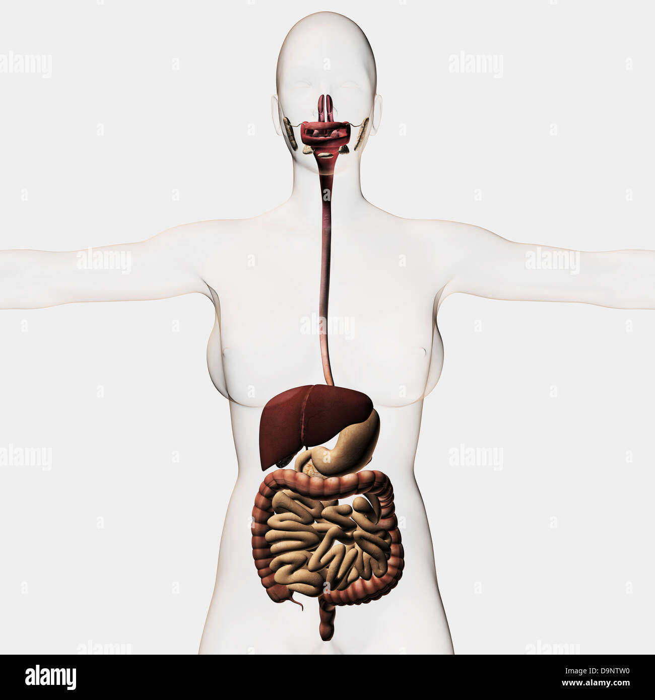 Illustrazione medica dell'apparato digestivo umano, vista tridimensionale. Foto Stock