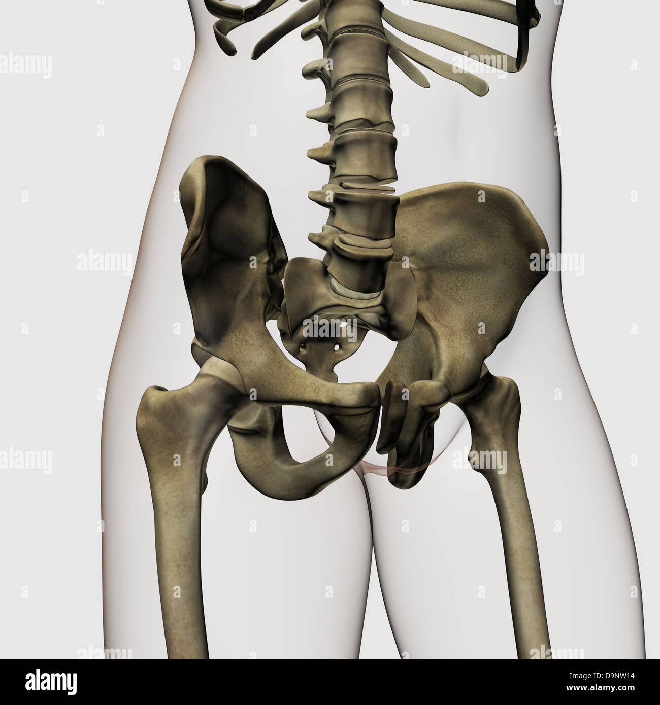 Vista tridimensionale di umana ossa pelviche. Foto Stock