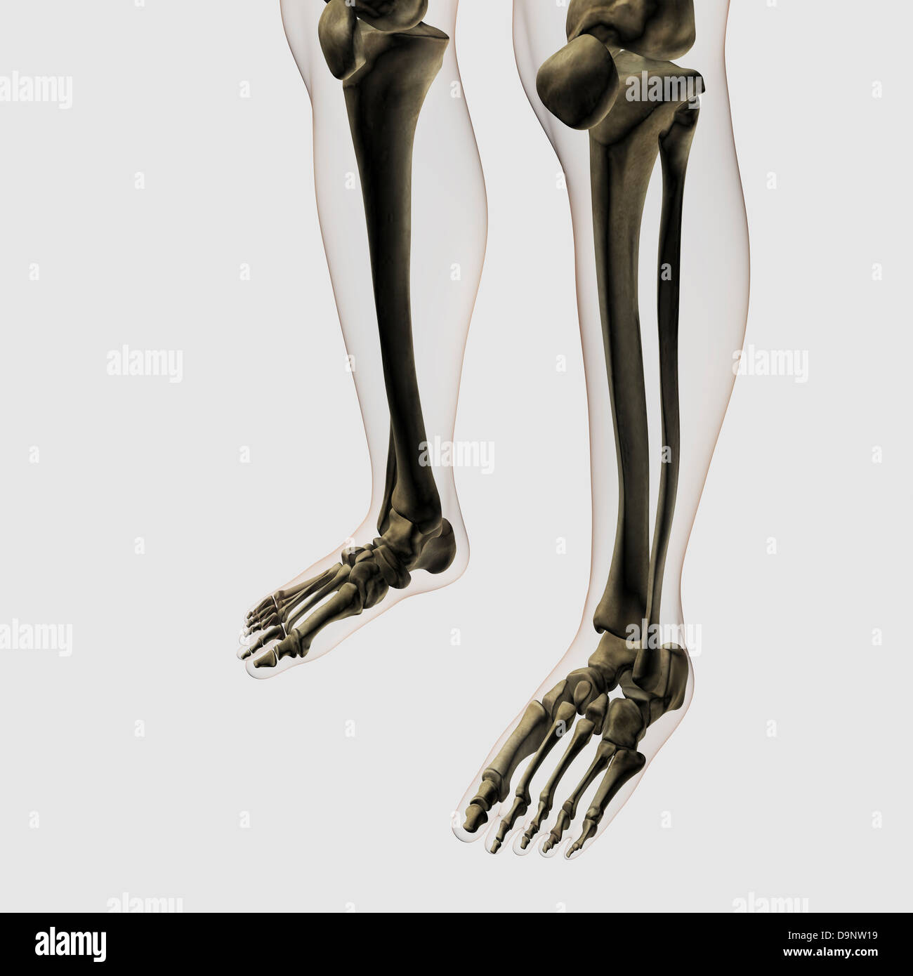 Vista tridimensionale della gamba umana e ai piedi delle ossa. Foto Stock