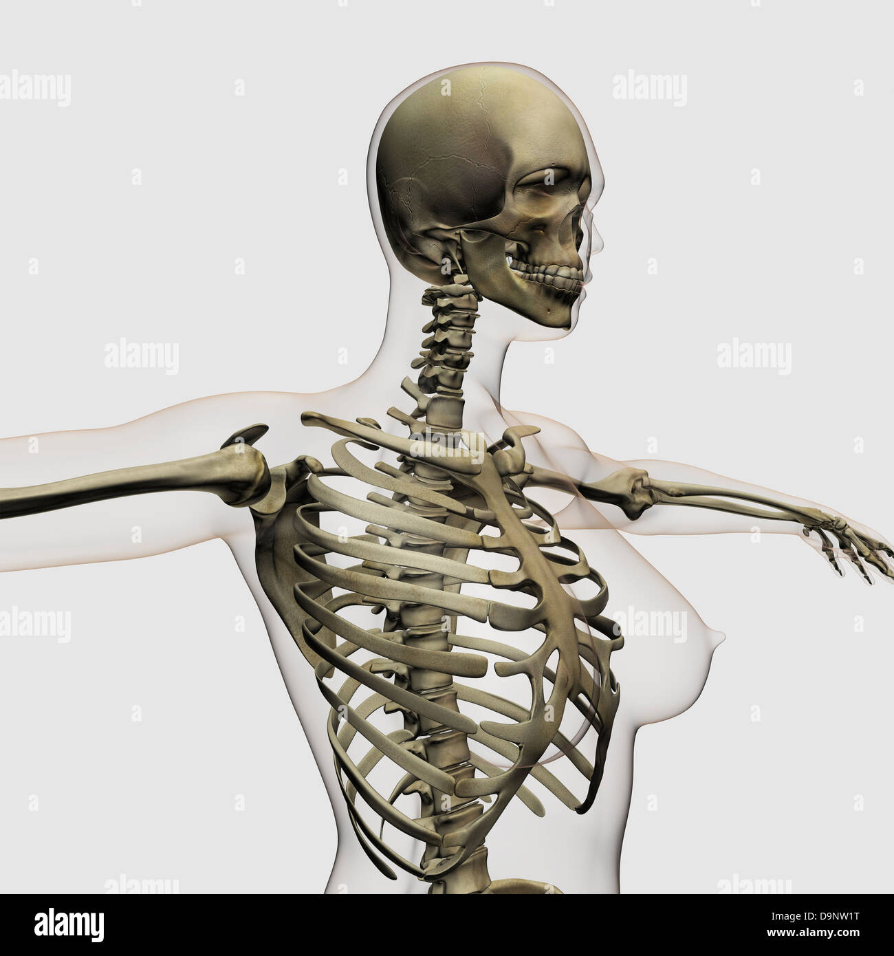 Vista tridimensionale di femmine della gabbia toracica e sistema scheletrico. Foto Stock