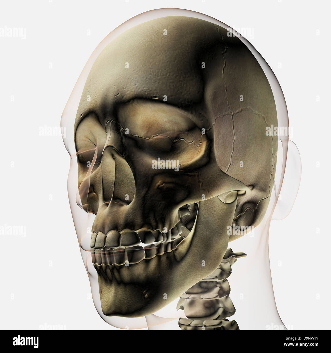 Vista tridimensionale del cranio umano e denti. Foto Stock
