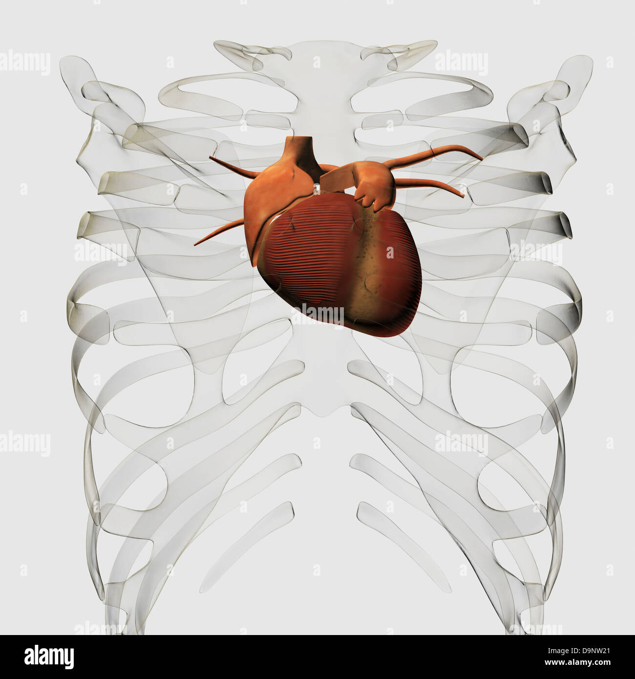 Illustrazione medica del cuore umano e la gabbia toracica vista tridimensionale. Foto Stock