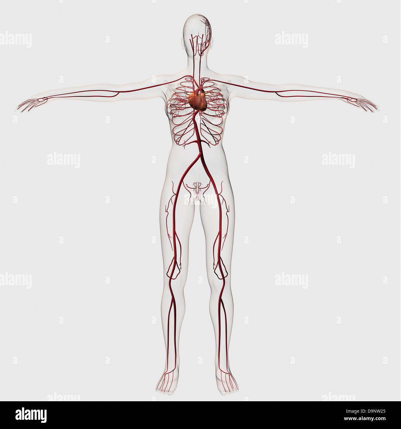 Illustrazione medica della femmina del sistema circolatorio con il cuore e le arterie visibile, corpo pieno vista. Foto Stock