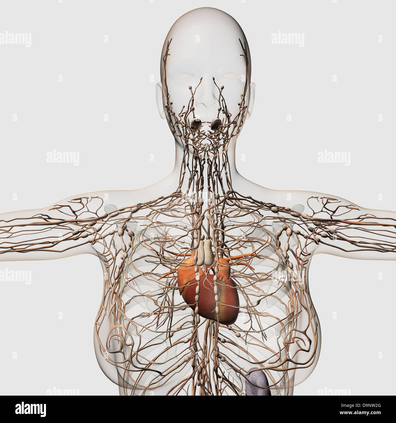 Illustrazione medica della femmina sistema linfatico con cuore al centro, vista frontale. Foto Stock