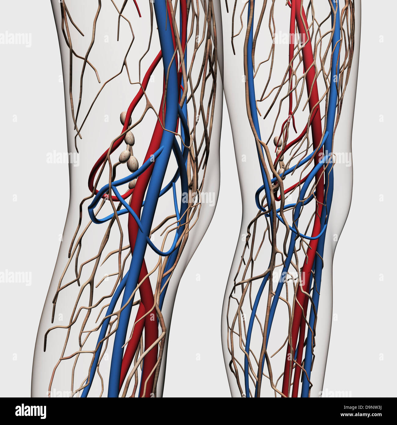 Illustrazione medica delle arterie, vene e sistema linfatico nelle gambe umane. Foto Stock