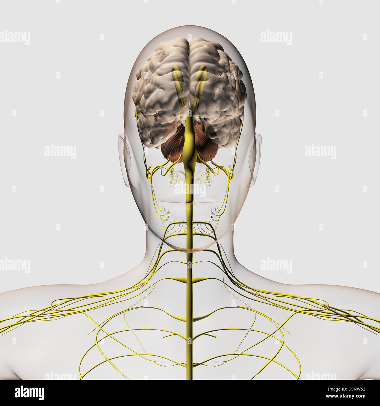 Illustrazione medica del sistema nervoso umano e cervello, vista frontale. Foto Stock