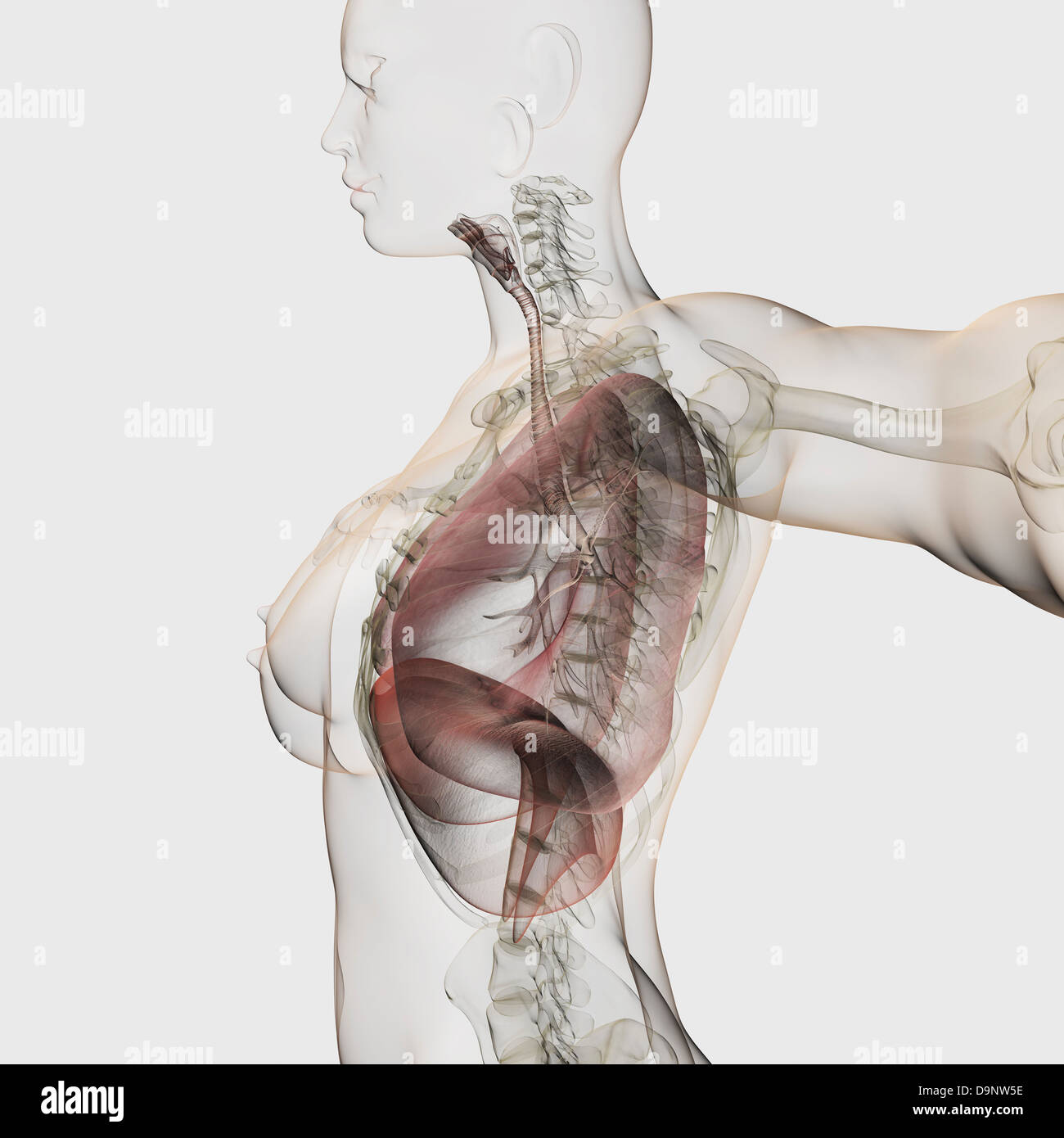 Vista tridimensionale della femmina del sistema respiratorio, vista laterale. Foto Stock