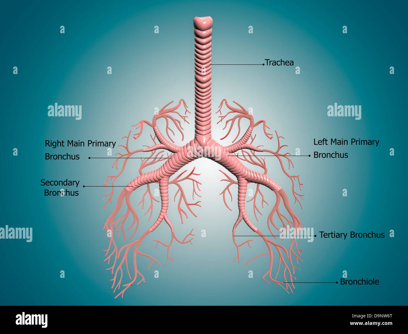 Anatomia della bronco e tubi bronchiali. Foto Stock