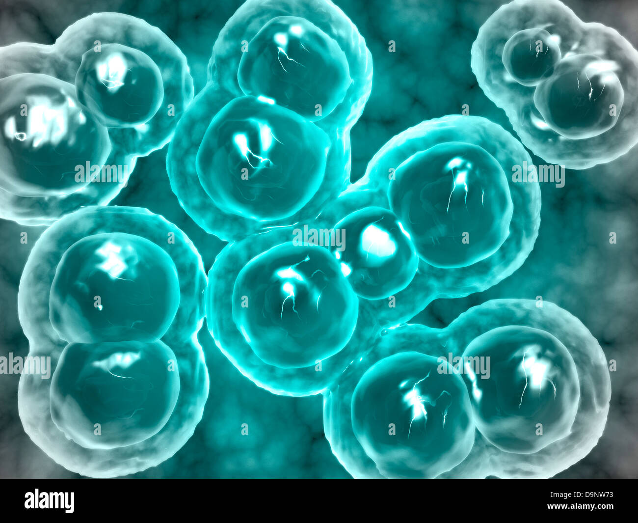 Vista microscopico di Chlamydia. La Chlamydia è una comune malattia sessualmente trasmessa (STD) causata da un batterio. Foto Stock