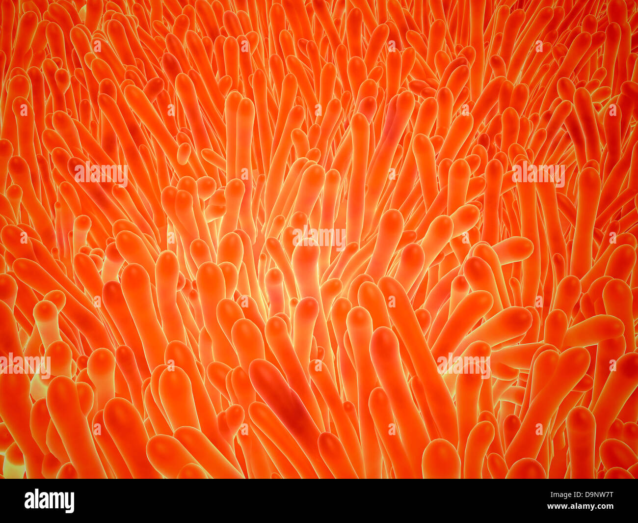 Vista microscopico dei villi intestinali che possono essere trovati all'interno del piccolo intestino. Foto Stock Vista microscopico dei villi intestinali che possono essere trovati all'interno del piccolo intestino. Foto Stock