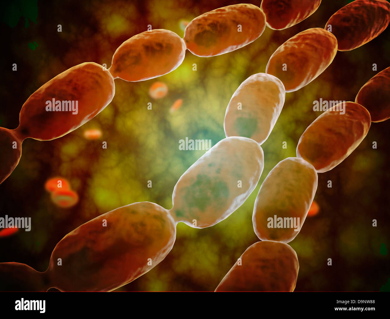 Vista microscopico di polmonite batterica. Foto Stock