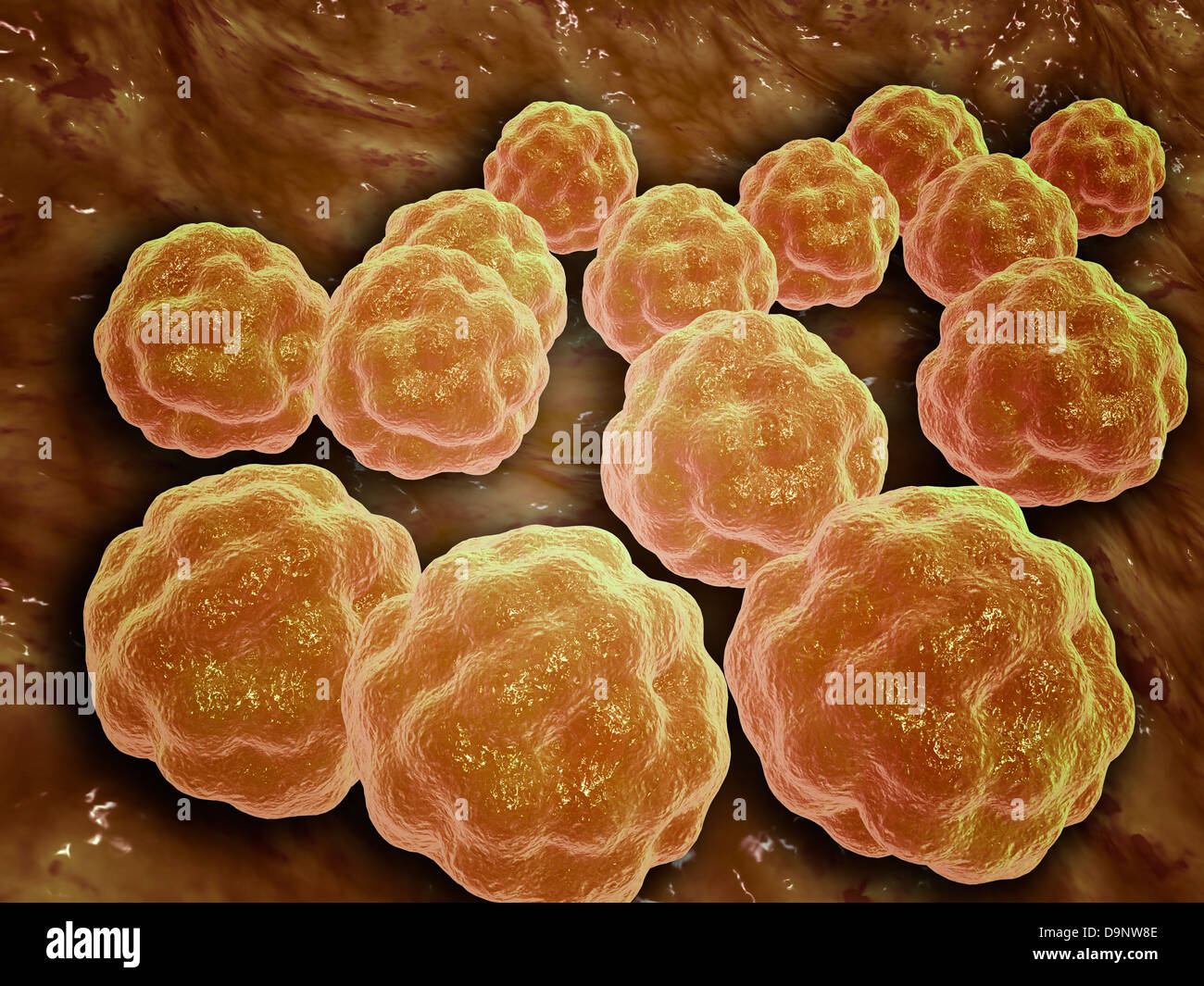 Vista microscopica del virus della rosolia Foto Stock