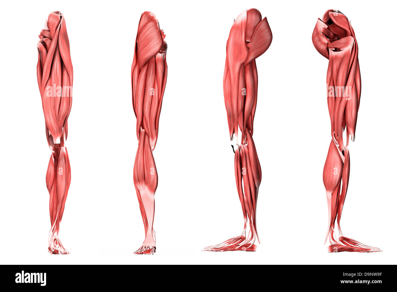 Illustrazione medica della gamba umana muscoli, quattro viste laterali. Foto Stock