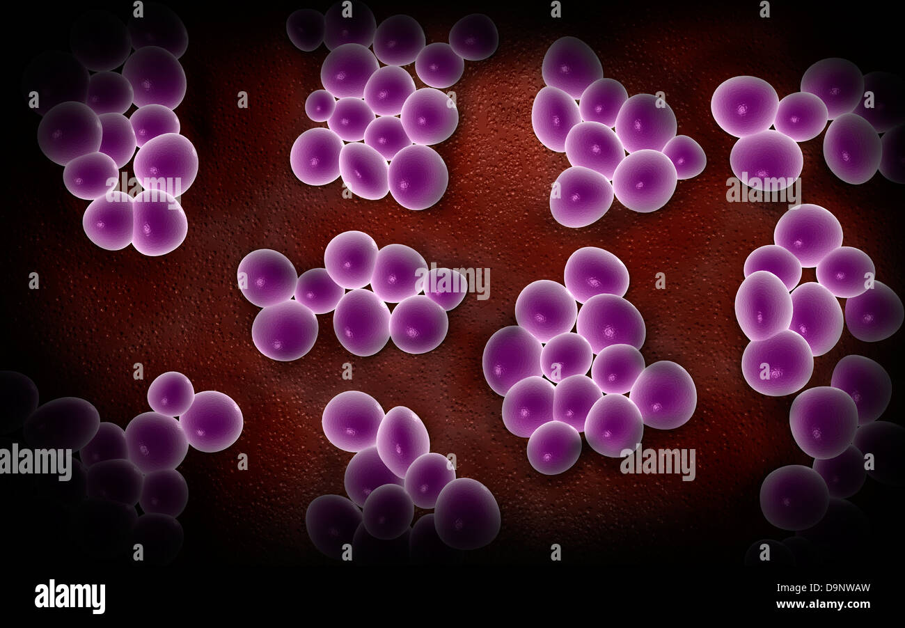 Vista microscopico di staphylococcus. Foto Stock