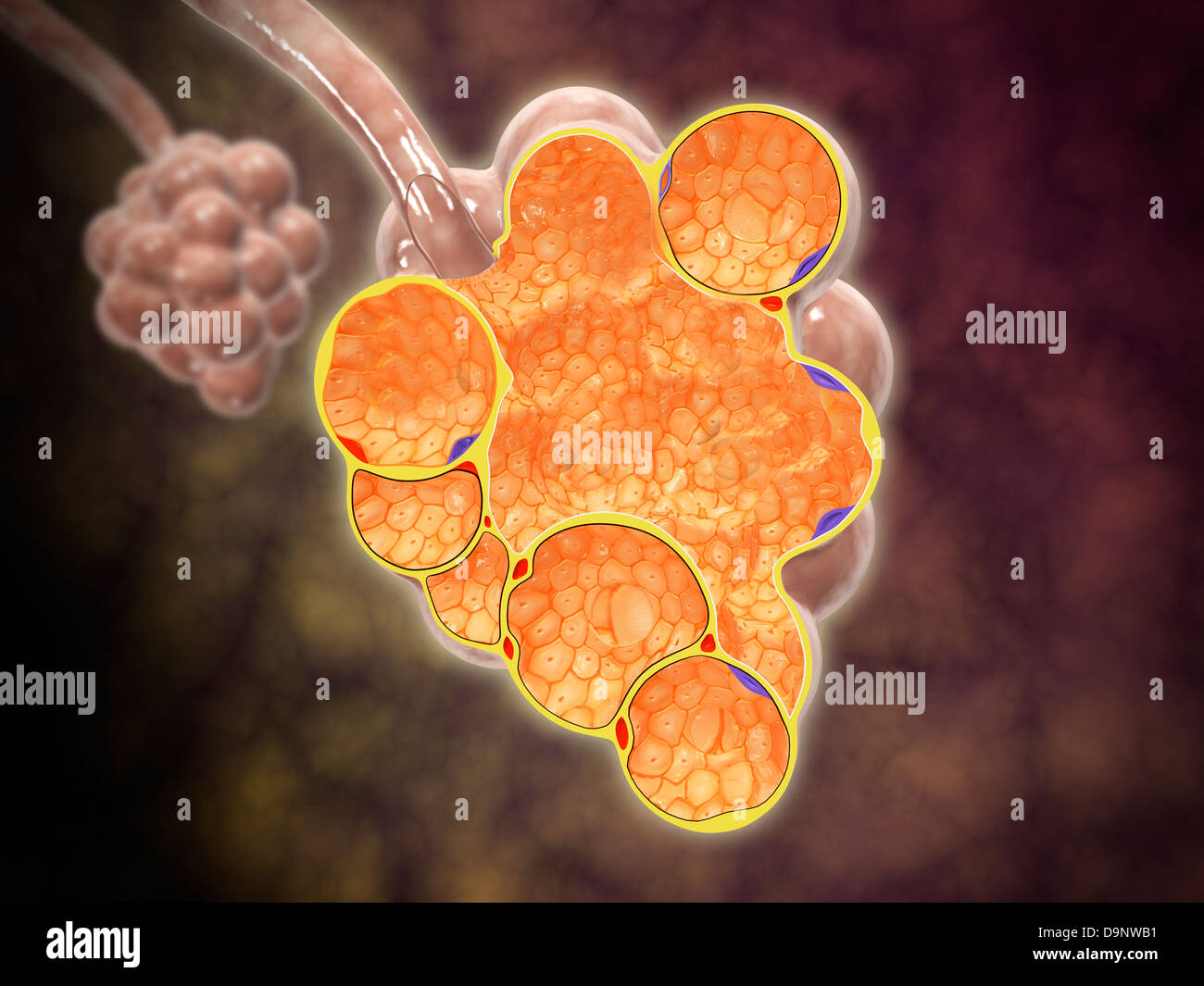 Sezione trasversale degli alveoli rami. Foto Stock