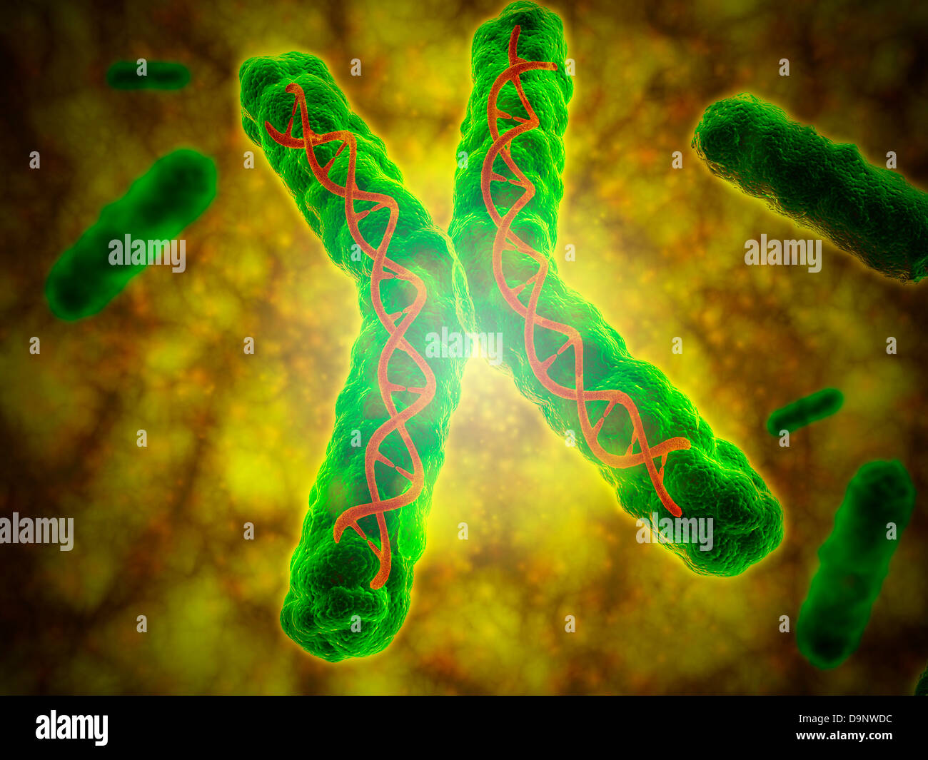 Immagine concettuale di un telomere. Foto Stock