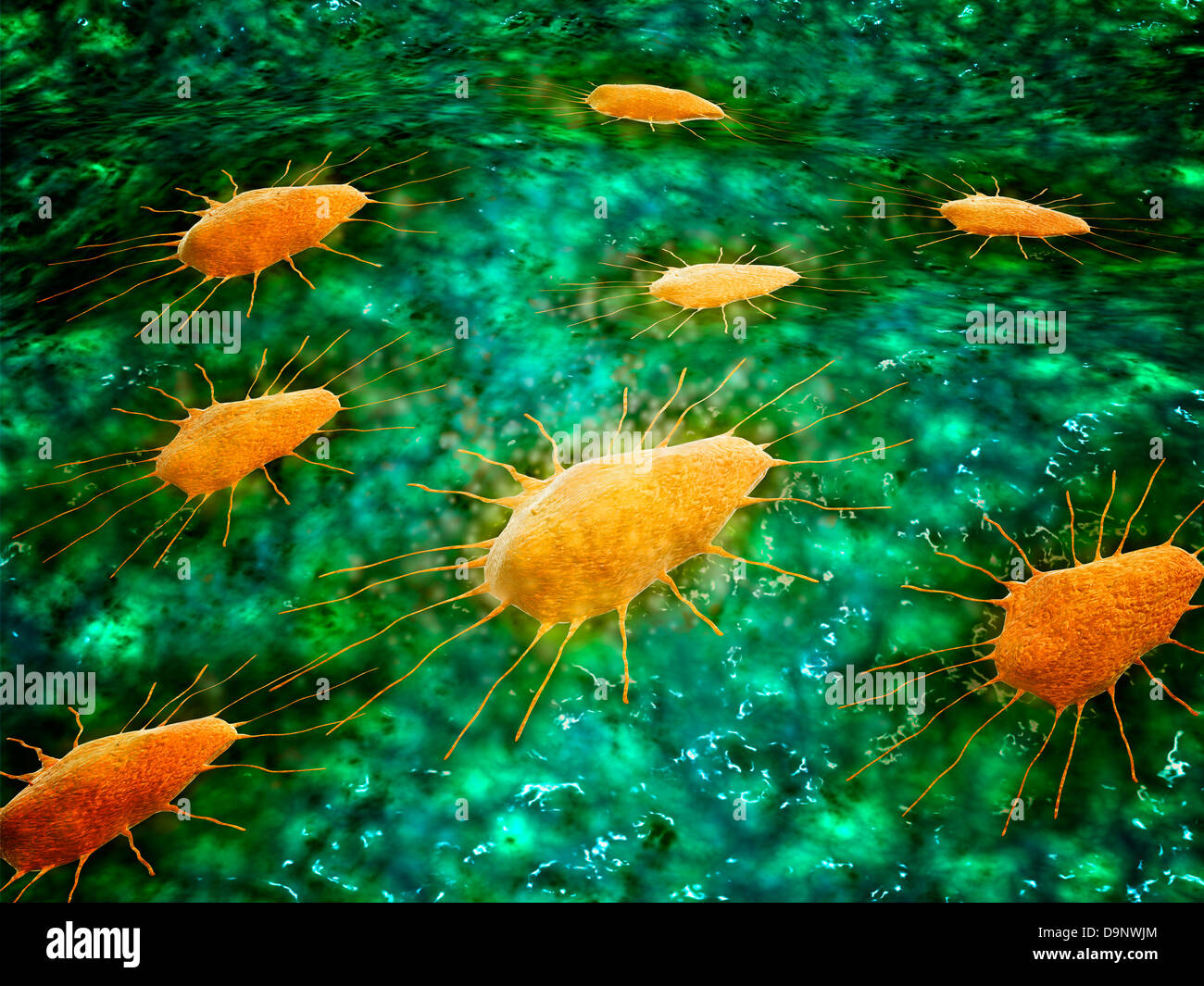 Vista al microscopio di un gruppo di macrofagi. Foto Stock