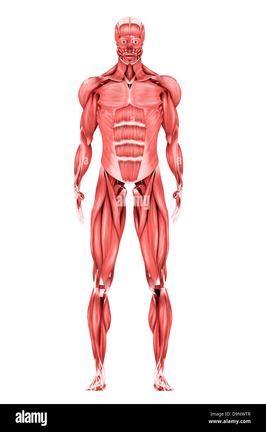 Illustrazione medica del maschio sistema muscolare, vista frontale. Foto Stock
