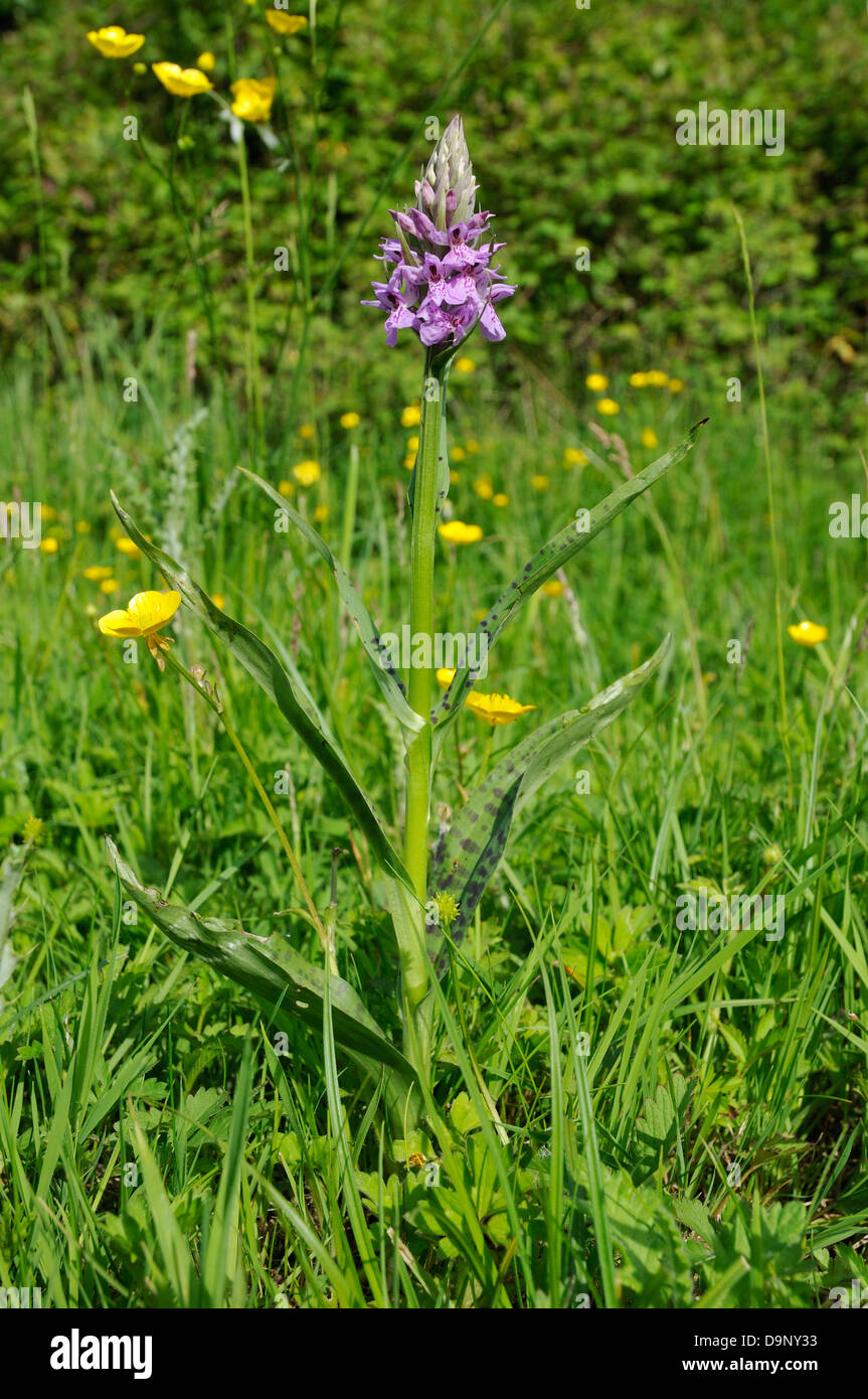 Common Spotted Orchid - Dactylorhiza fushsii intere piante in habitat prativi Foto Stock