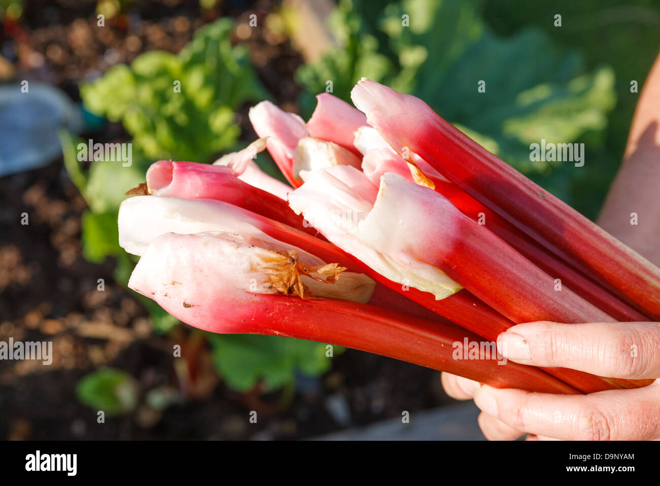 Il prelievo di rabarbaro in giardino Foto Stock