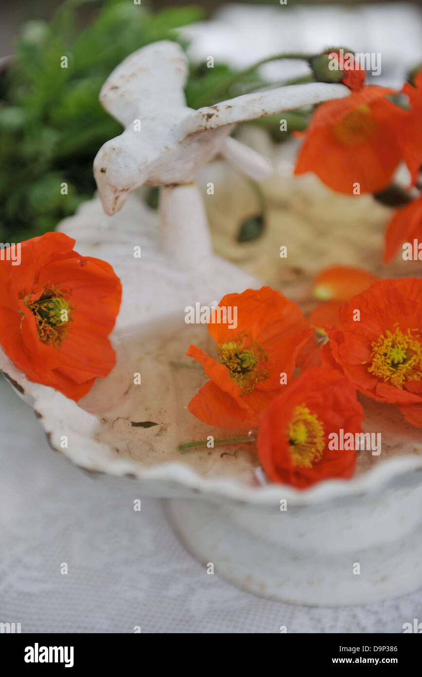 Papavero rosso fiorisce in una ciotola Foto Stock