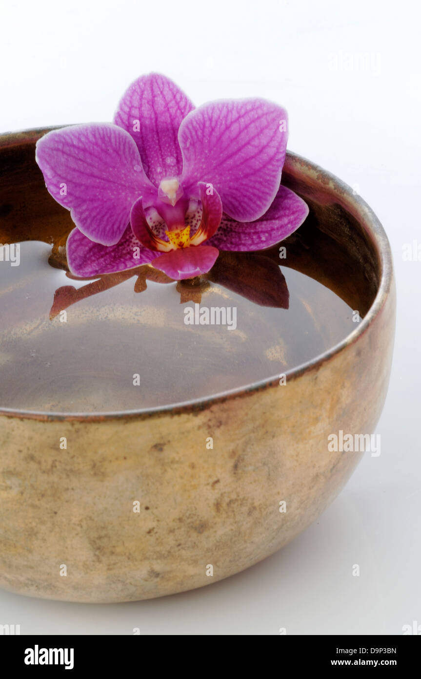 Fioritura di orchidee nella ciotola con acqua Foto Stock