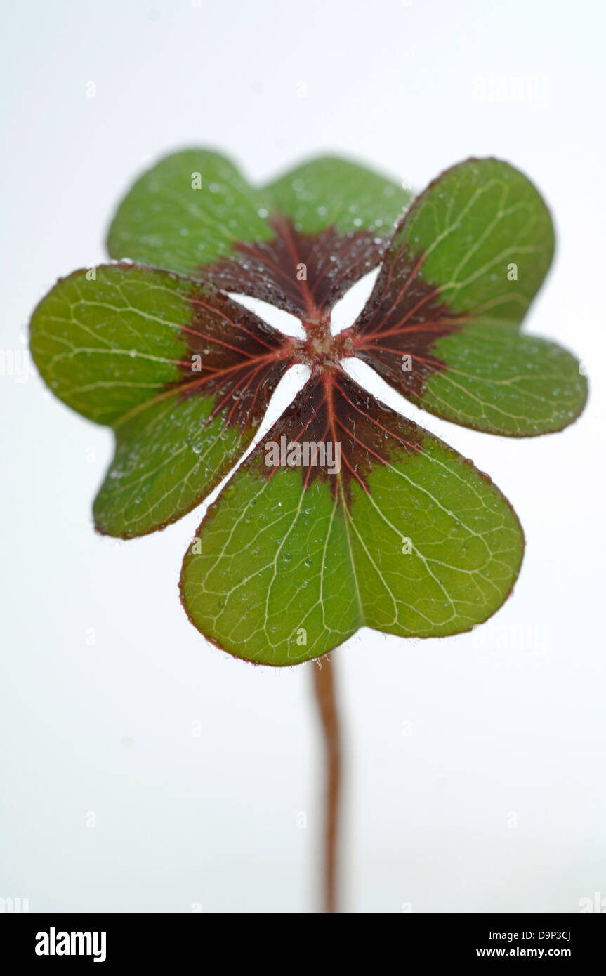 Quattro Leaf Clover Foto Stock