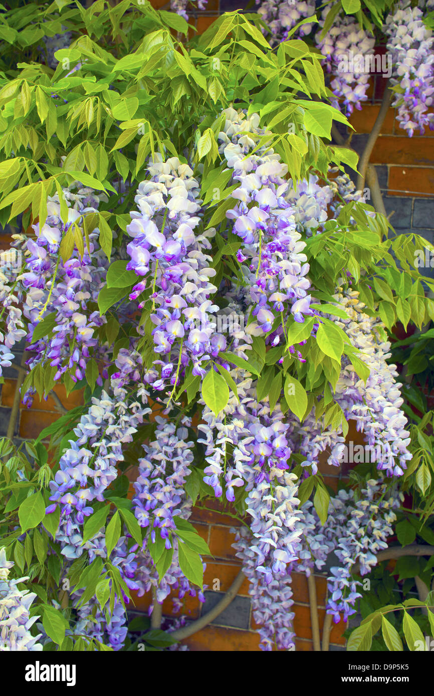 Primo piano della cascata di lilla Wisteria sinensis (glicina) Foto Stock