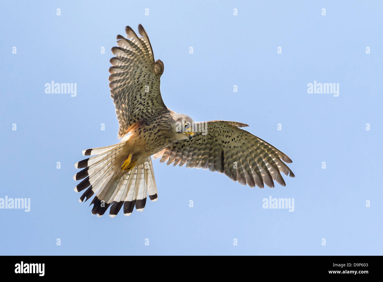 Un maschio di gheppio (Falco tinnunculus) si libra in volo contro perfect blue sky in Pembrokeshire Foto Stock