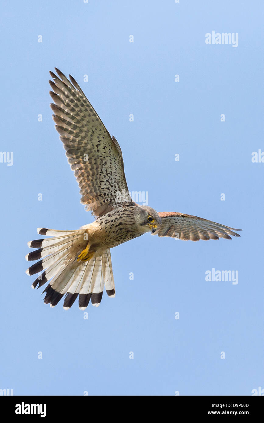 Un maschio di gheppio (Falco tinnunculus) si libra in volo contro perfect blue sky in Pembrokeshire Foto Stock