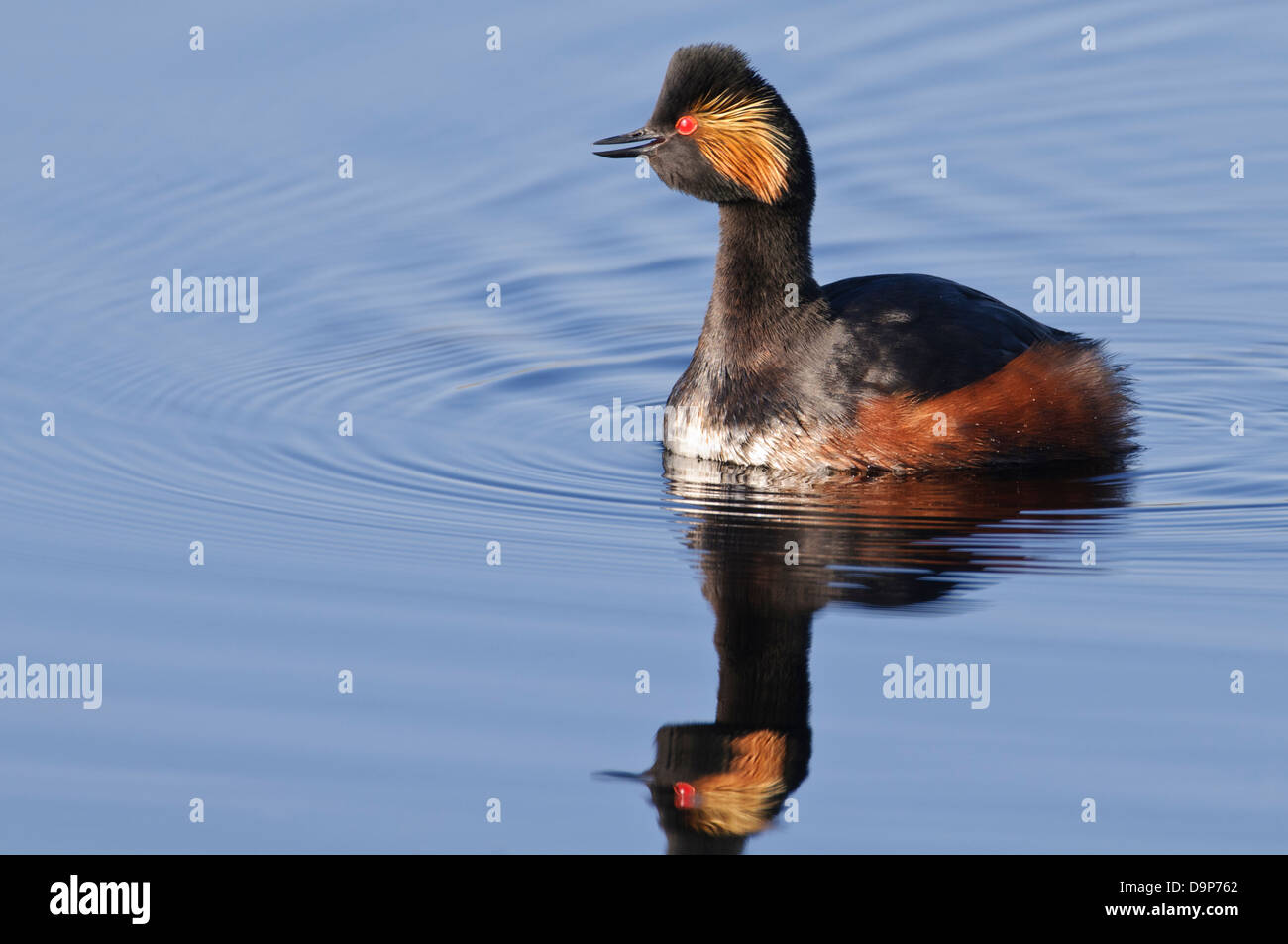 Nero a collo svasso, Podiceps nigricollis, Schwarzhalstaucher Foto Stock