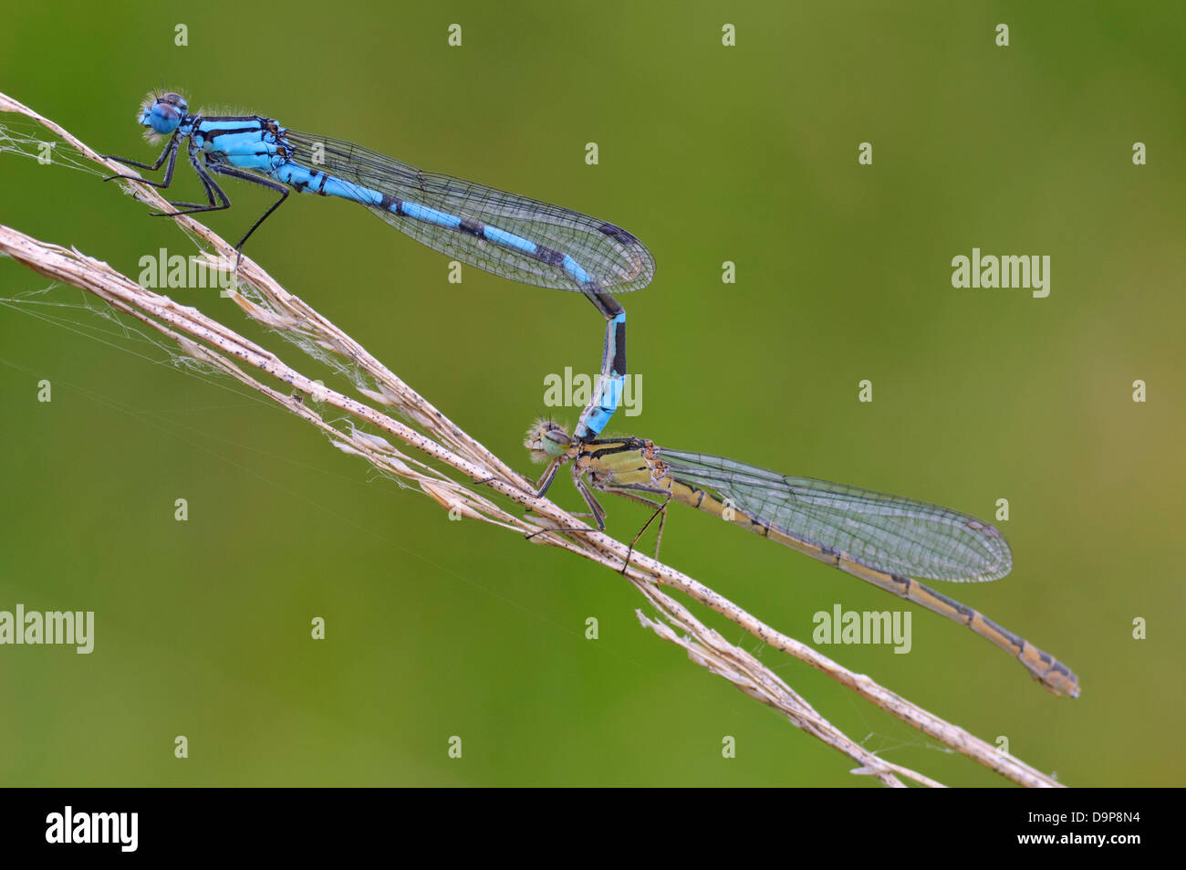 Azure, Damselfly Coenagrion puella Hufeisen-Azurjungfer Foto Stock