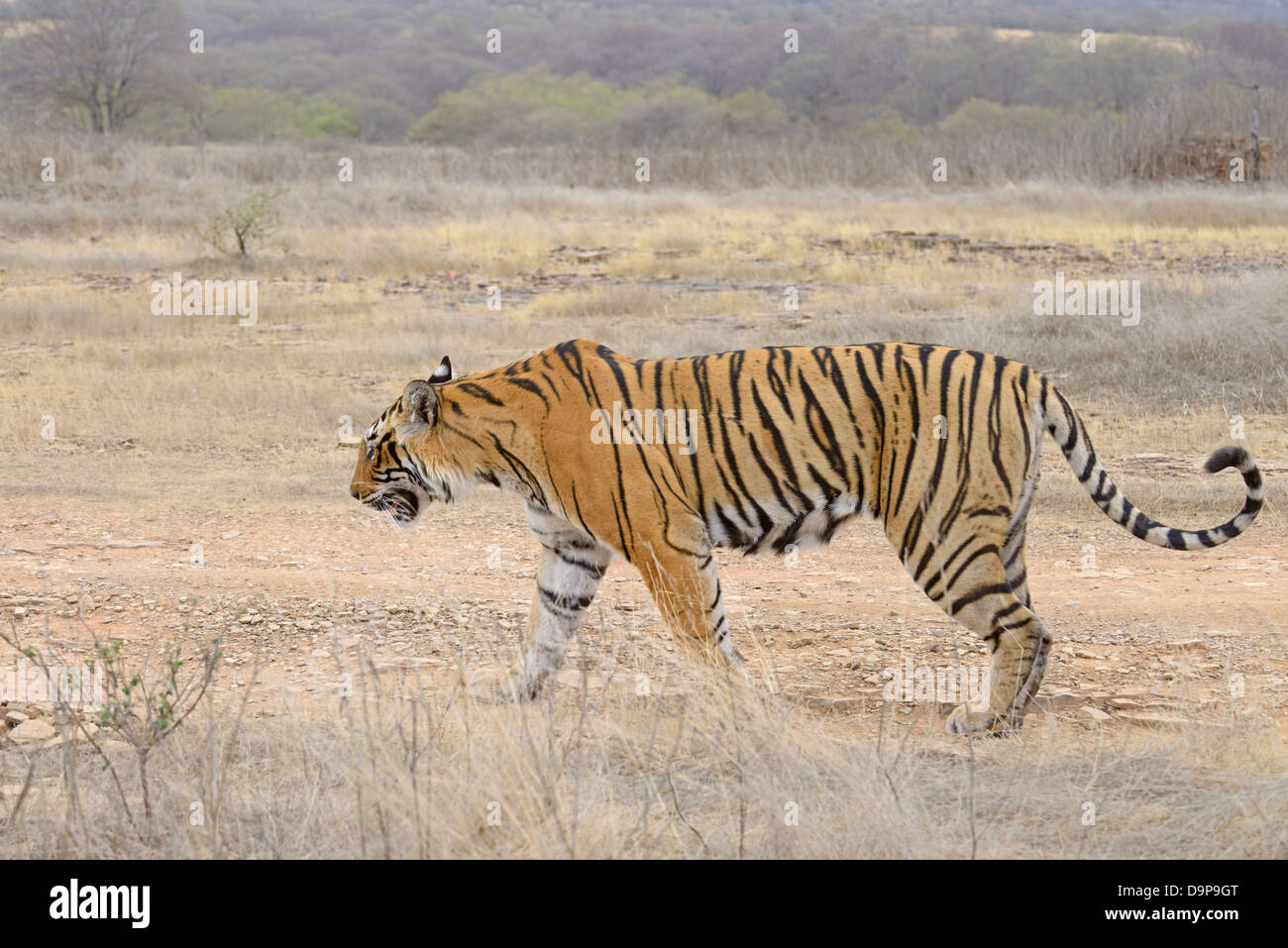 Il profilo laterale di un selvaggio tigre del Bengala passeggiate nel parco nazionale di Ranthambore Foto Stock