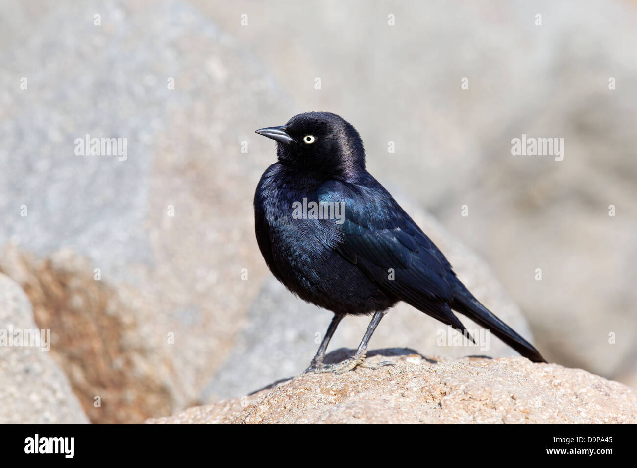 Brewer's Blackbird Foto Stock