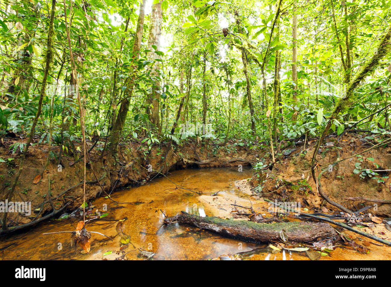 Avvolgimento del flusso attraverso la pianura della foresta pluviale tropicale in Amazzonia ecuadoriana Foto Stock