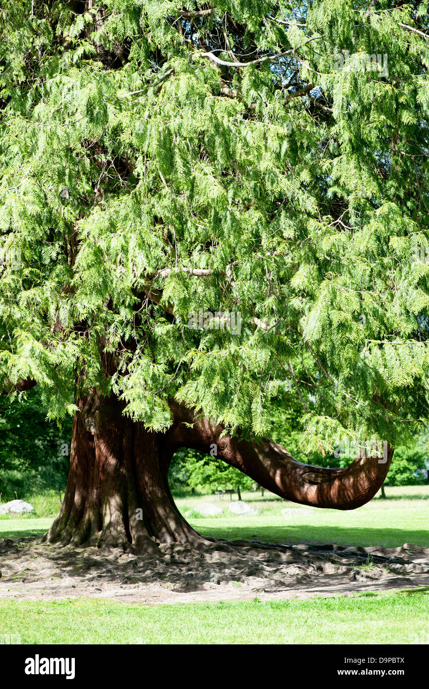 Bellissimo albero con forma insolita .Glendalough Co. Wicklow, Irlanda Foto Stock
