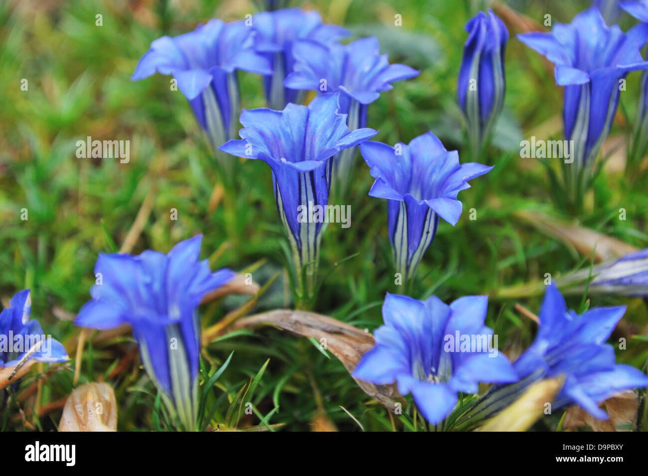 Gentiana sino-ornata Foto Stock