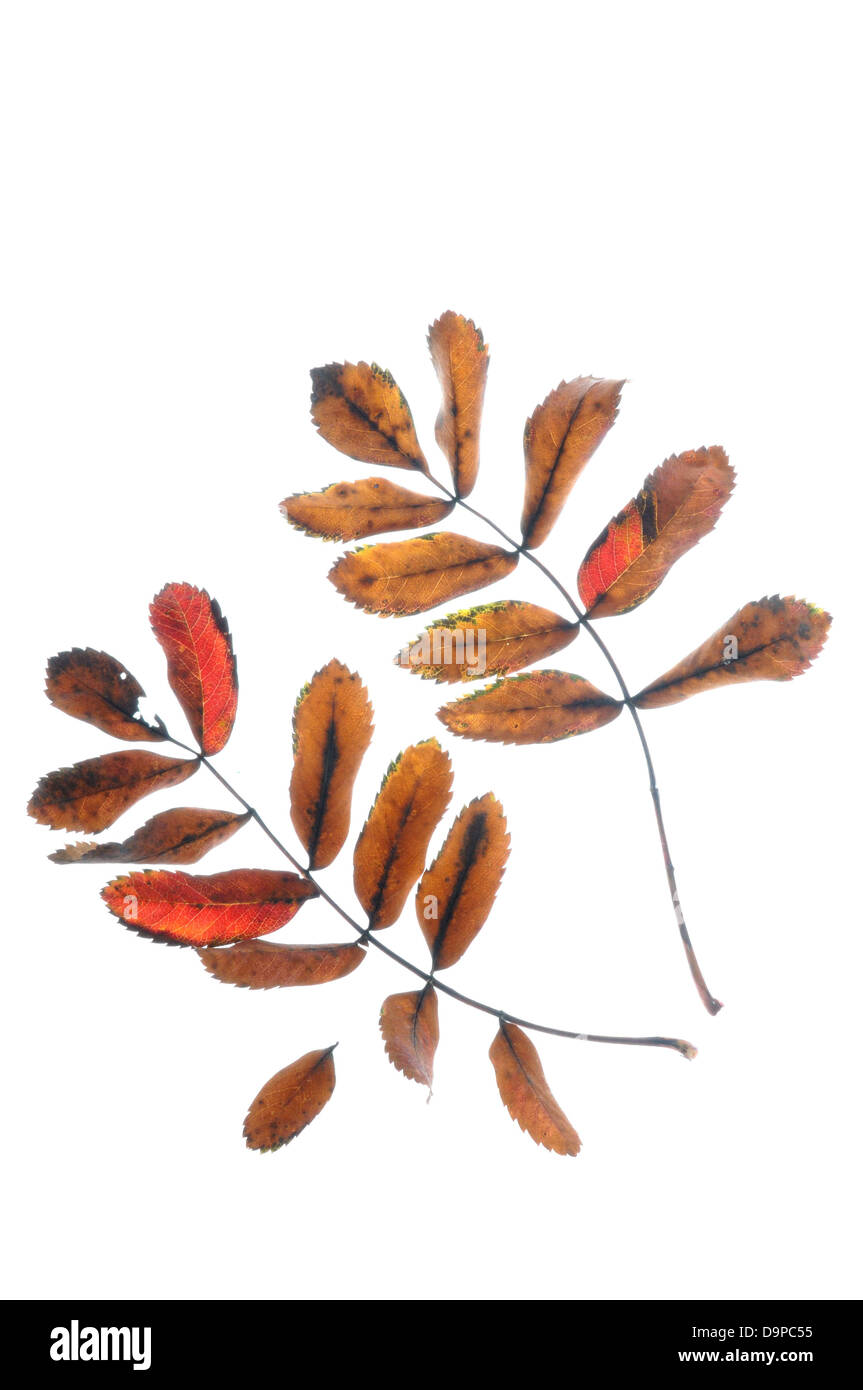Foglie di autunno Foto Stock