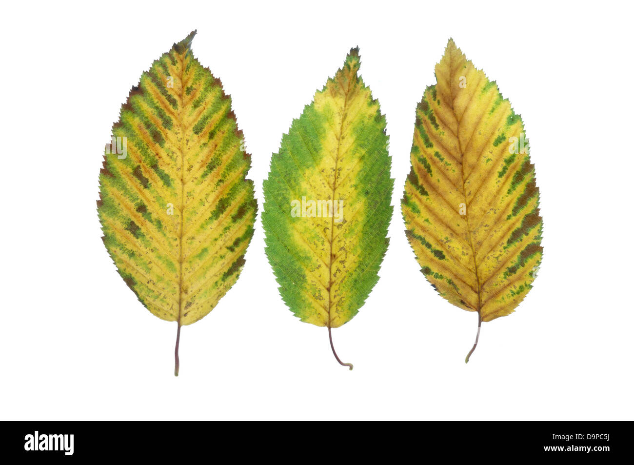 Foglie di autunno Foto Stock