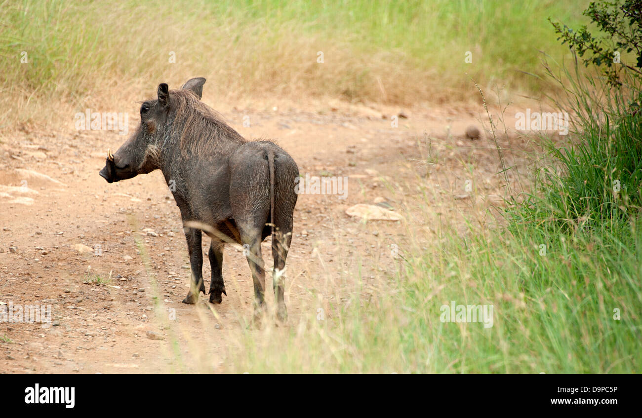 Un warthog sorge su una via sassosa in Thanda Game Reserve, Sud Africa. Foto Stock