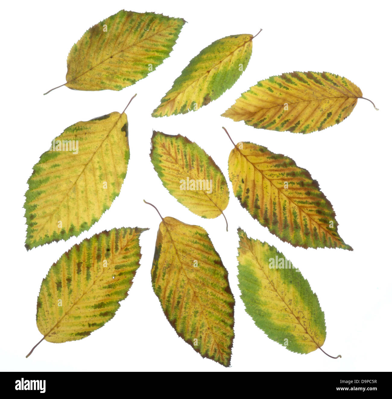 Foglie di autunno Foto Stock