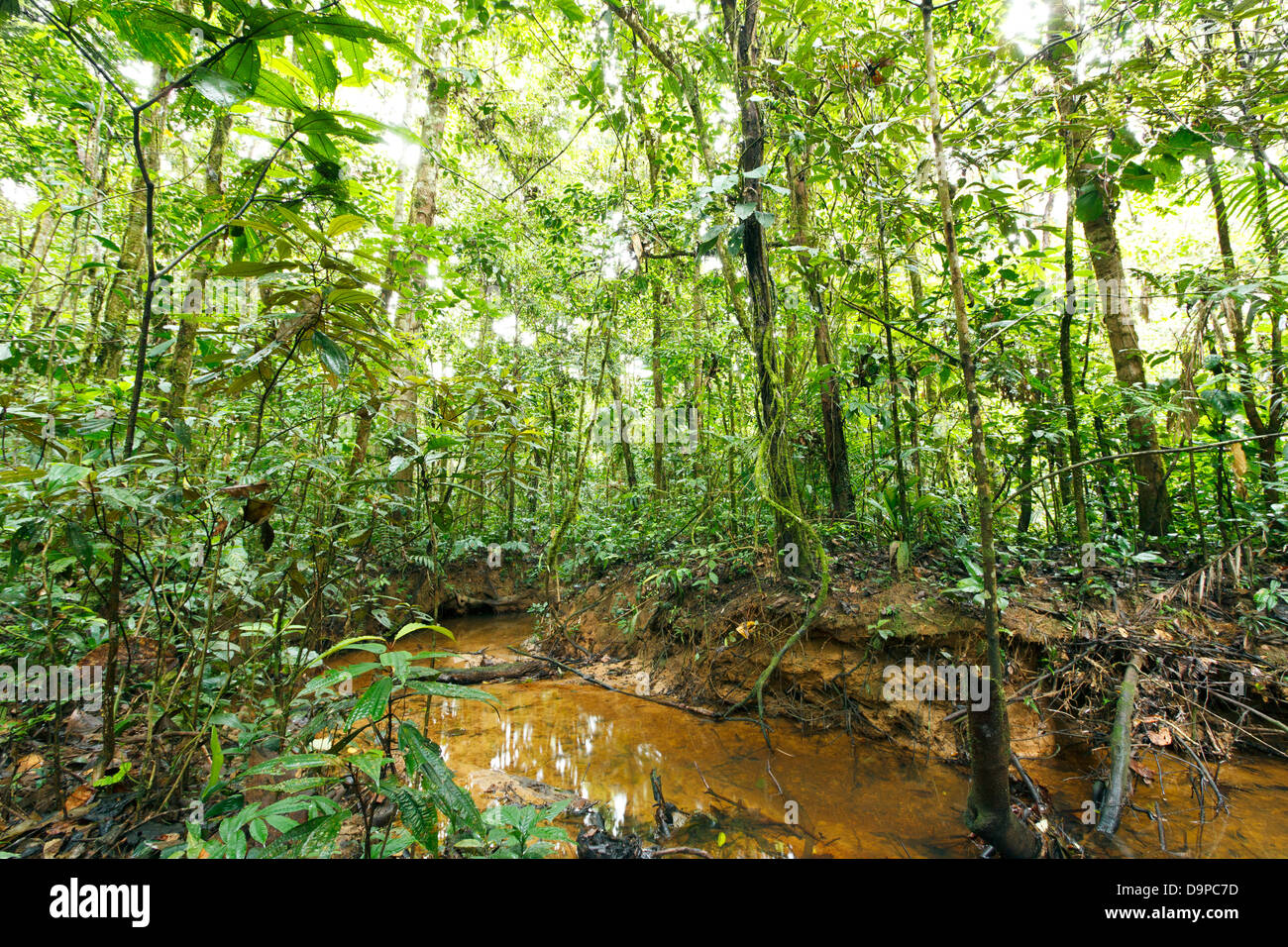 Avvolgimento del flusso attraverso la pianura della foresta pluviale tropicale in Amazzonia ecuadoriana Foto Stock