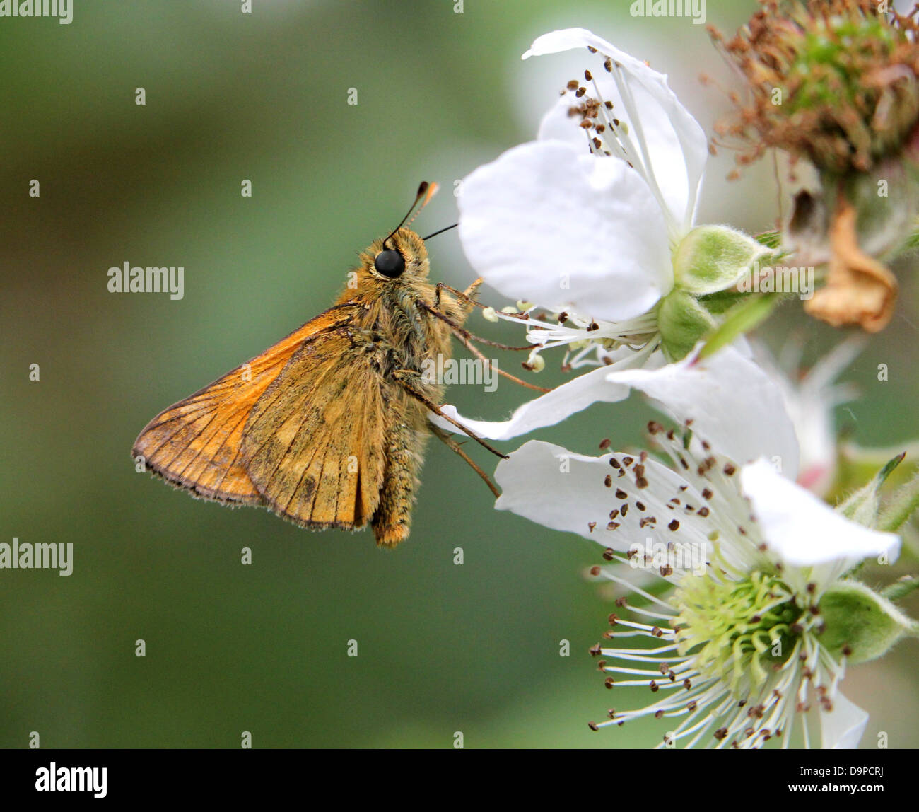 Macro Close-up di Grande Farfalla Skipper (Ochlodes sylvanus) in posa su un bianco fiore blackberry (serie di 5 immagini) Foto Stock