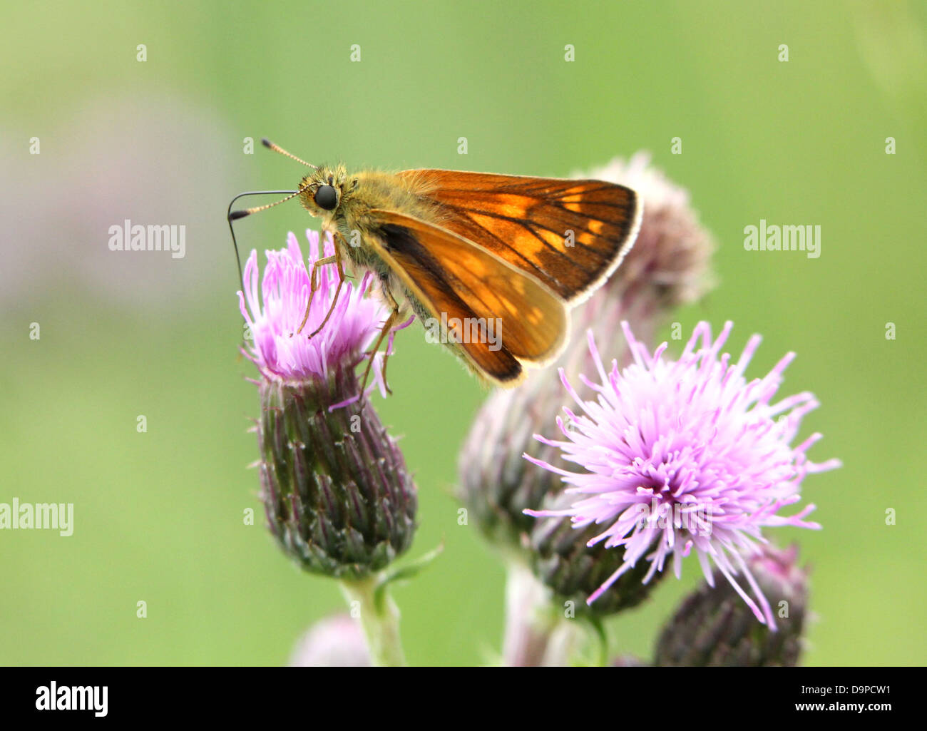 Macro Close-up del brunastro skipper di Grande Farfalla (Ochlodes sylvanus) in posa su di un fiore di colore viola Foto Stock