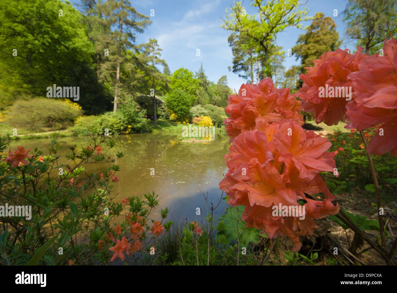 Azalea arancione, con uno sfondo di boschi e lago. Foto Stock