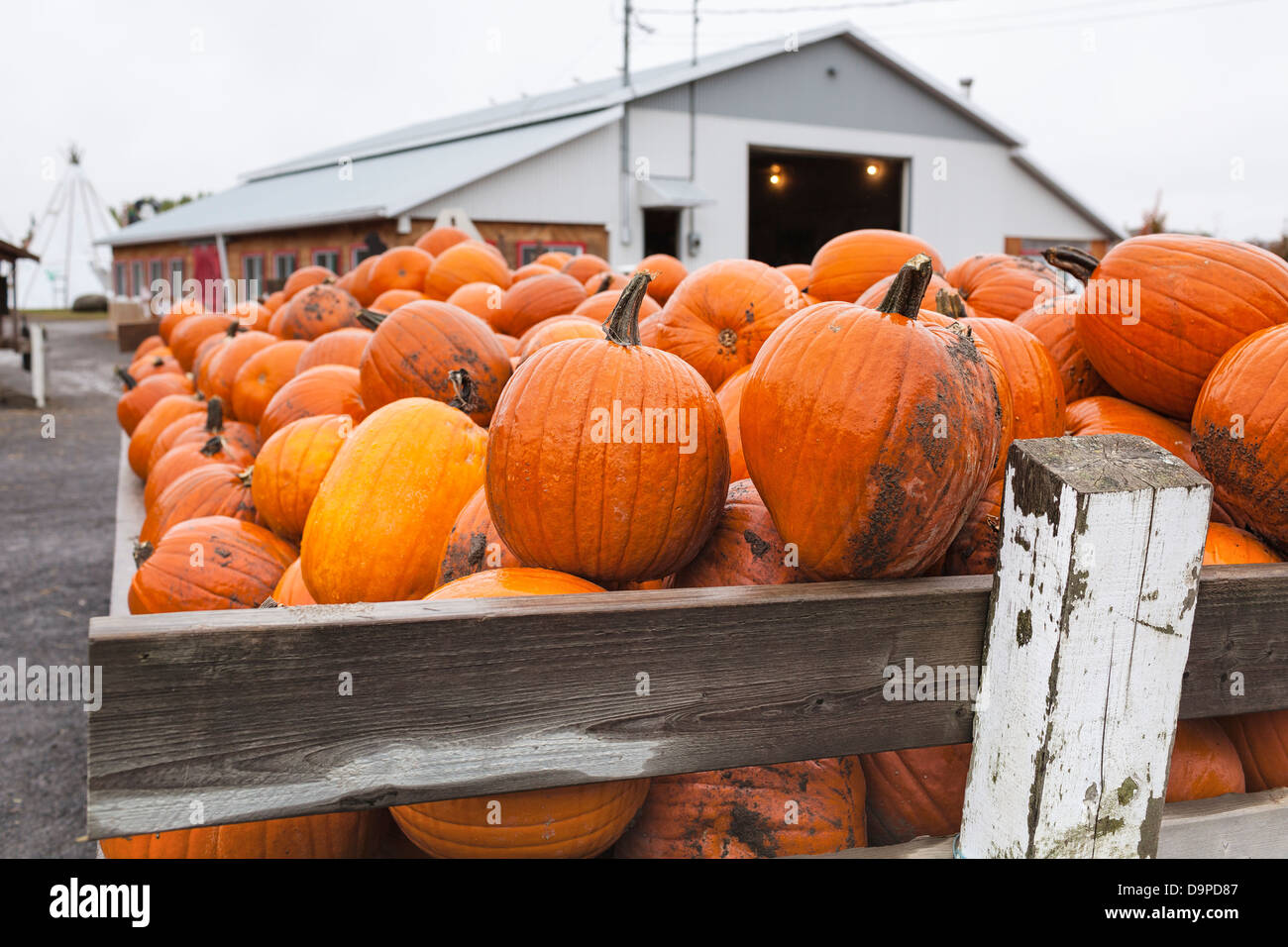 Zucche, Eastern Townships, Quebec, Canada Foto Stock