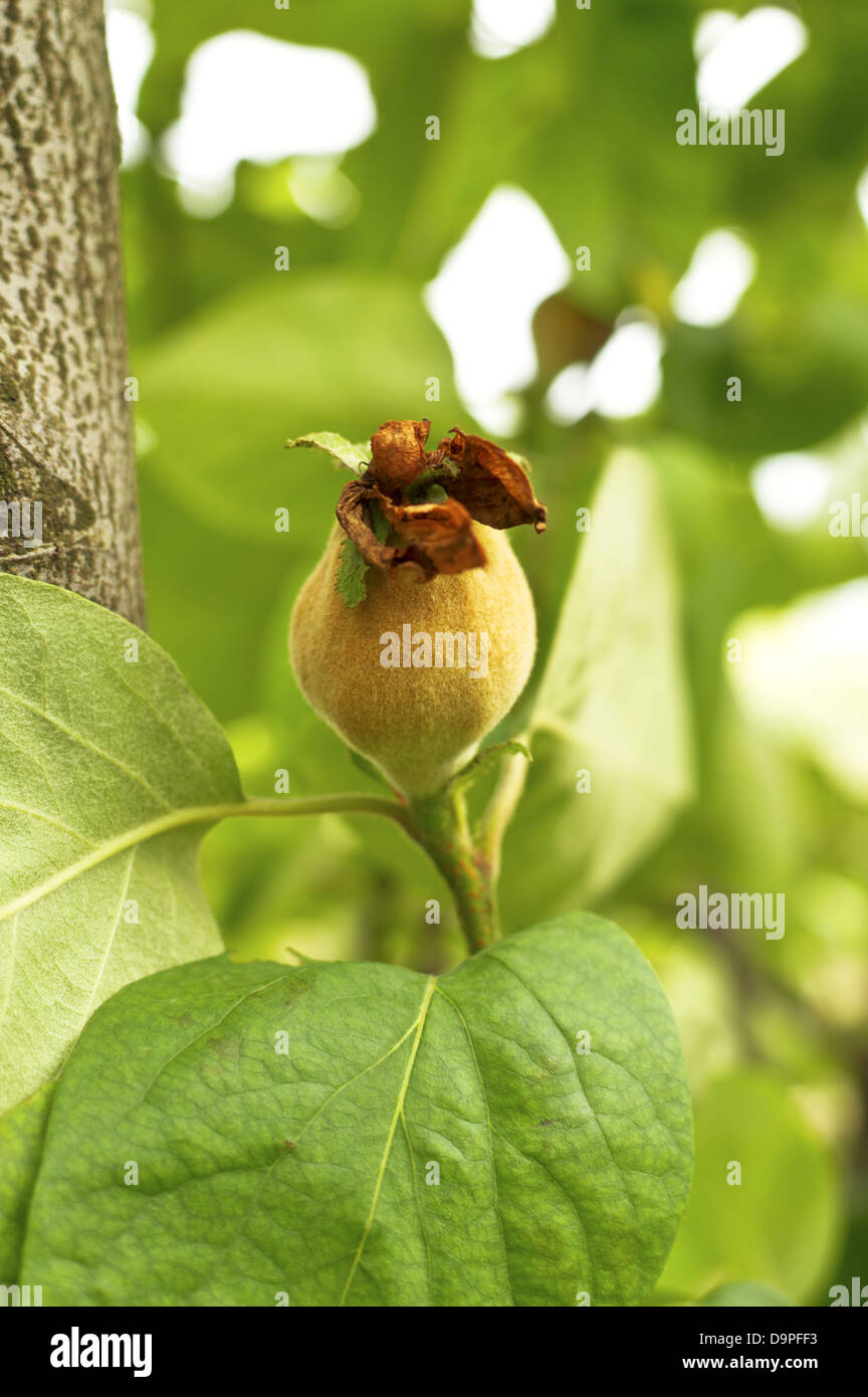 Giovani cotogna gialla sulla struttura ad albero Foto Stock