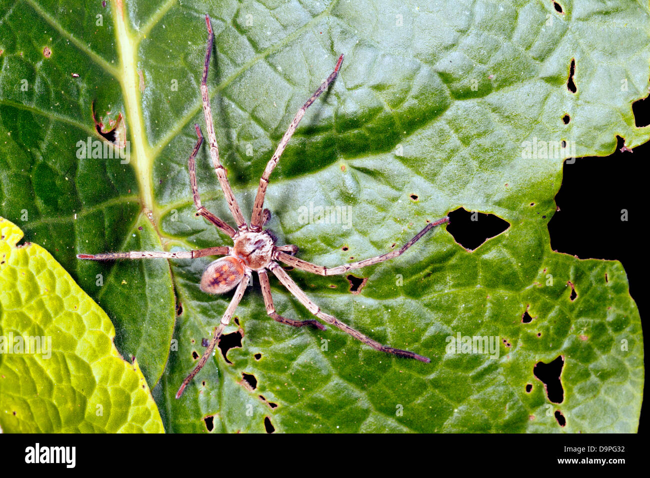 Girovagando spider (Famiglia Ctenidae) nella foresta pluviale, Ecuador Foto Stock