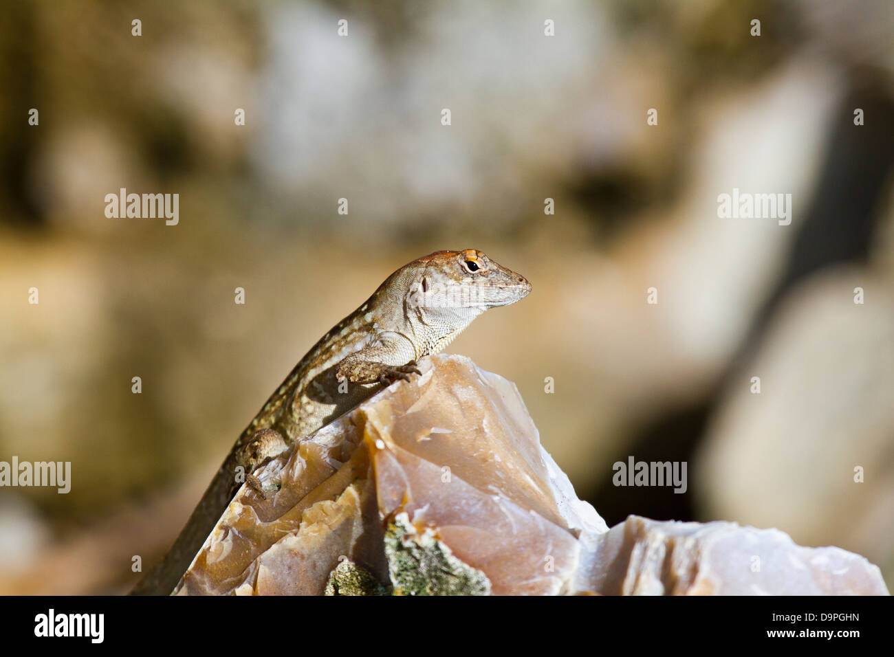 Anole Lizard guardando fuori Foto Stock